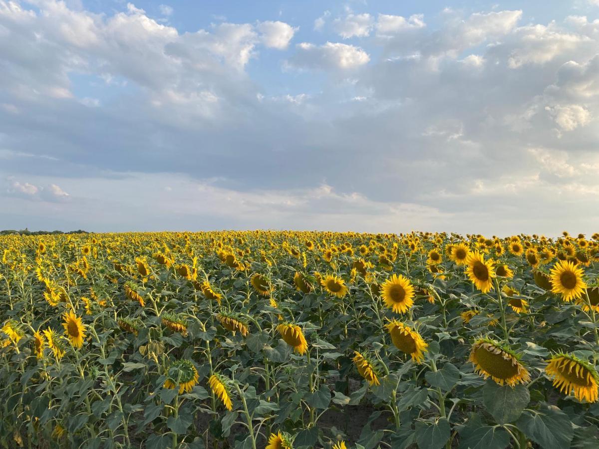 Kakasszeki Vendeghaz Otel Székkutas Dış mekan fotoğraf